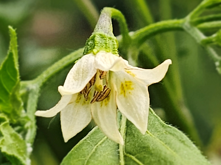 The Beauty of the Bloom - Aji Amarillo