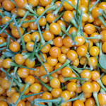Aji Charapita
